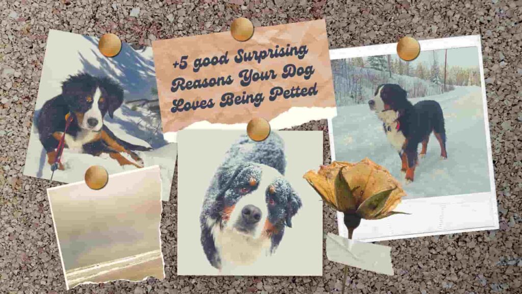 Dog Loves